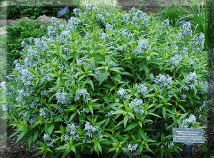 Amsonia