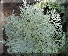 Artemisia Powis Castle