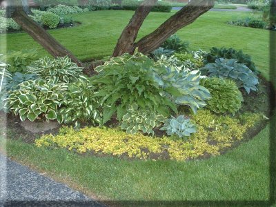 Old Hosta Garden