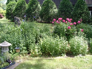 Slope Garden June 2011