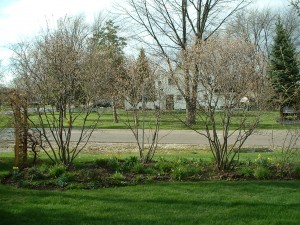 Serviceberries are boring!