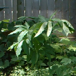 Another view of unknown plant in June