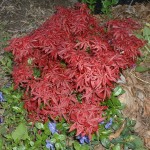 Acer palmatum 'Shaina'